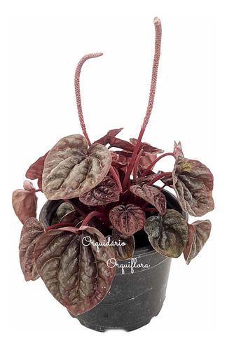 Muda Peperomia Caperata Planta Natural Folhagem Exótica - Orquiflora Imagem de Muda Peperomia Caperata Planta Natural Folhagem Exótica