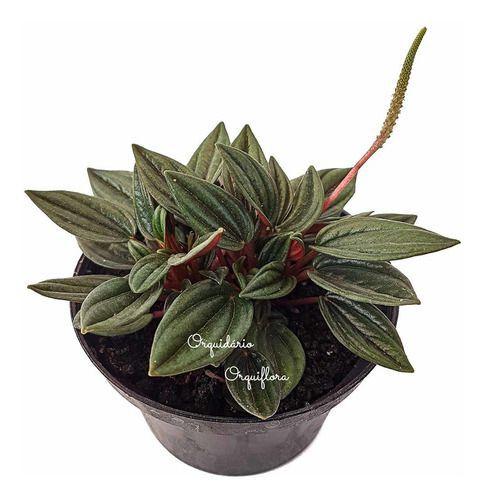 Imagem de Muda Peperomia Caperata Rosso Planta Natural