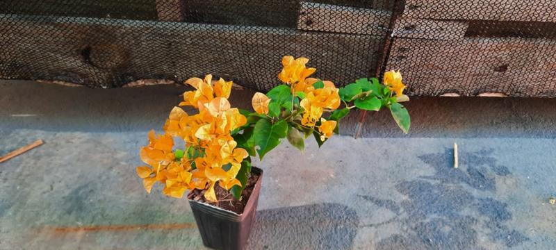 Imagem de muda primavera Bougainvillea várias cores