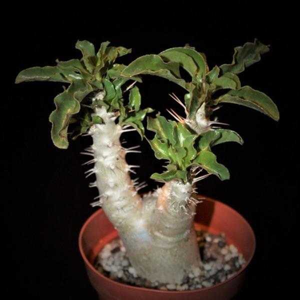 Imagem de Muda Rosa Do Deserto Espinho Planta Rara Pachypodium Saundersii