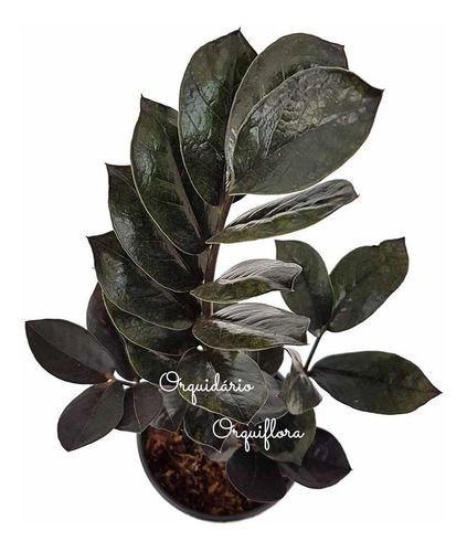 Imagem de Muda Zamioculca Black Queen Negra Planta Natural Rara