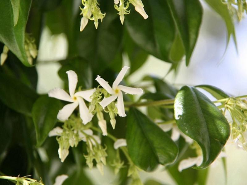 Imagem de Mudas De Dama Da Noite Arbustiva Cestrum Nocturnum Jasmim