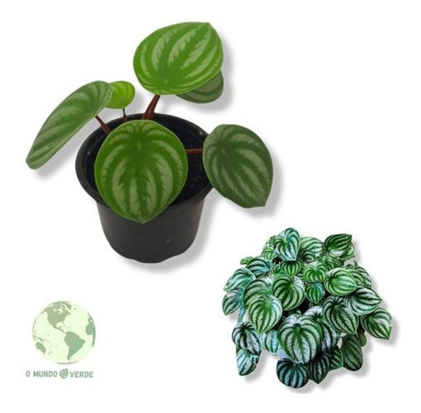 Imagem de Mudas Plantas Peperomia Zebra Melancia Decoração Cozinha Top