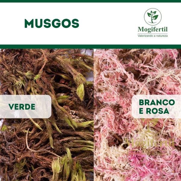 Imagem de Musgo sphagnum rosa plantas orquideas artesanato arranjos 40 gr Gold Plant