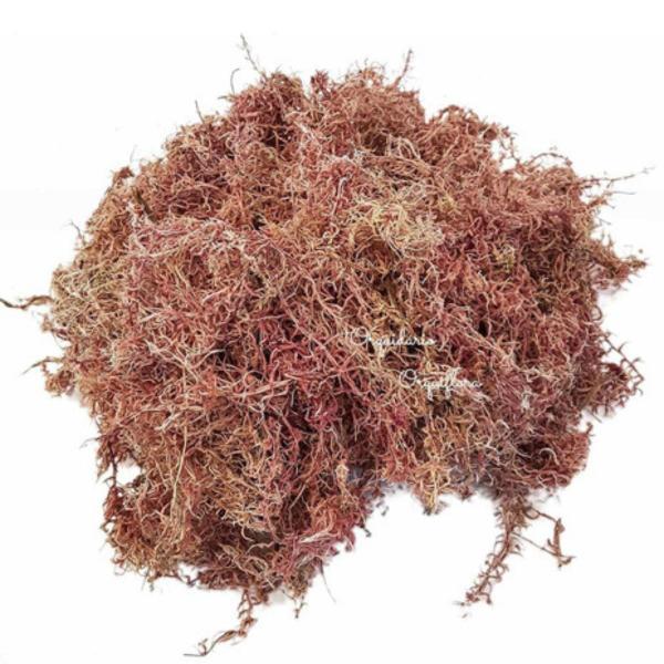 Imagem de Musgo Sphagnum Substrato 5 litros Para Plantas E Orquídeas