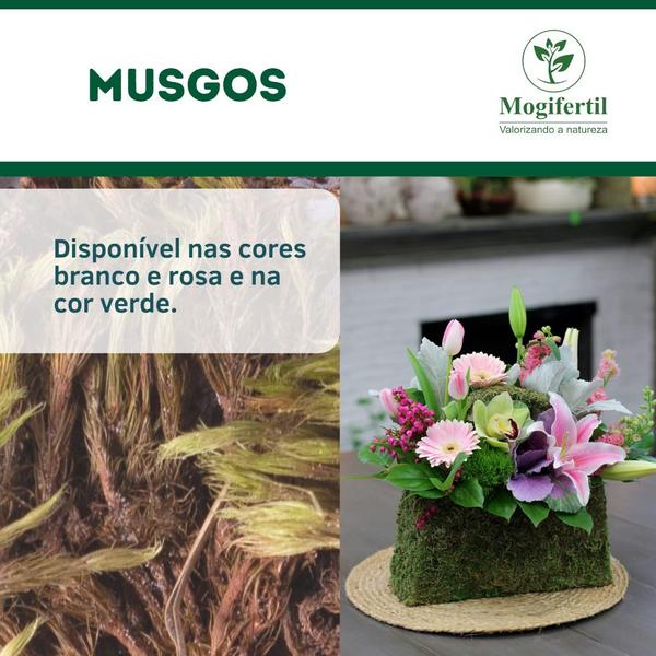 Imagem de Musgo Verde Orquídeas Artesanato Plantas Arranjos 10 litros - Gold Plant