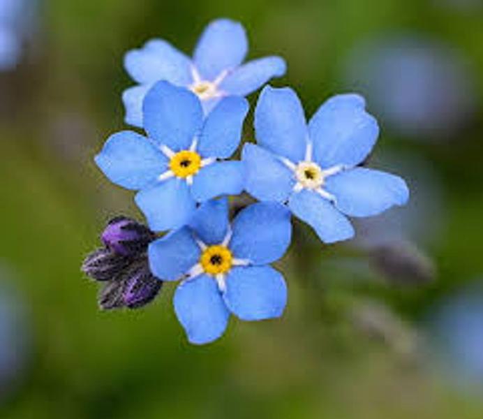 Imagem de Myosotis Indigo Azul - 200mg de Sementes