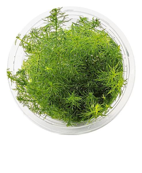 Imagem de Myriophyllum Sp. 'guyana' In Vitro Aquaplante