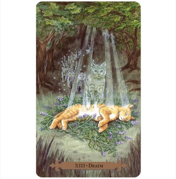 Imagem de Mystical Cats Tarot Deck Grande 12X7 Tarô Dos Gatos Místicos Baralho de Cartas de Oráculo