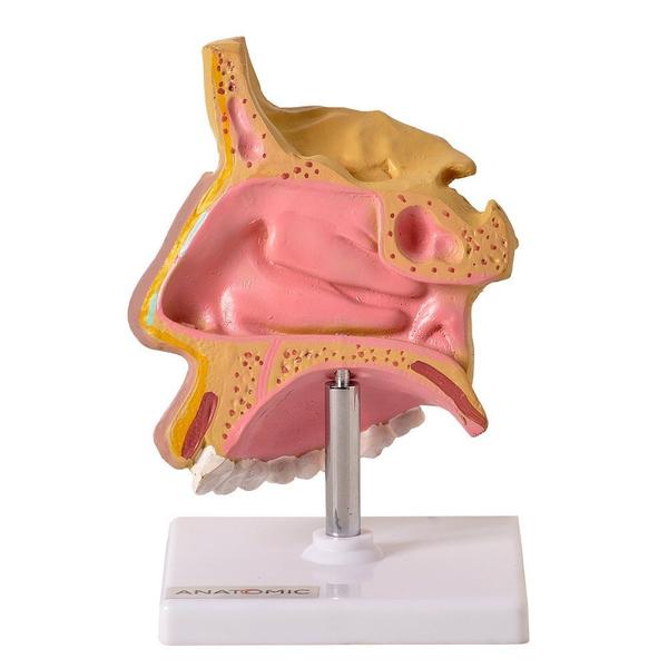 Imagem de Nariz com Arcada Dentária Superior, Anatomia