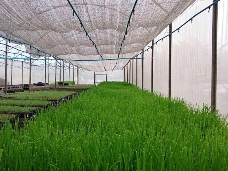 Nebulizador NA-1 Antigotas Irrigação Rosca 1/2 Pol. 25un - Agrojet Imagem de Nebulizador NA-1 Antigotas Irrigação Rosca 1/2 Pol. 25un