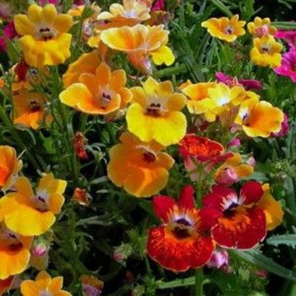 Imagem de Nemesia Strumosa Sortida - 100mg De Sementes