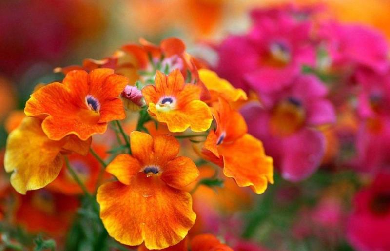 Imagem de Nemesia Strumosa Sortida - 100mg De Sementes