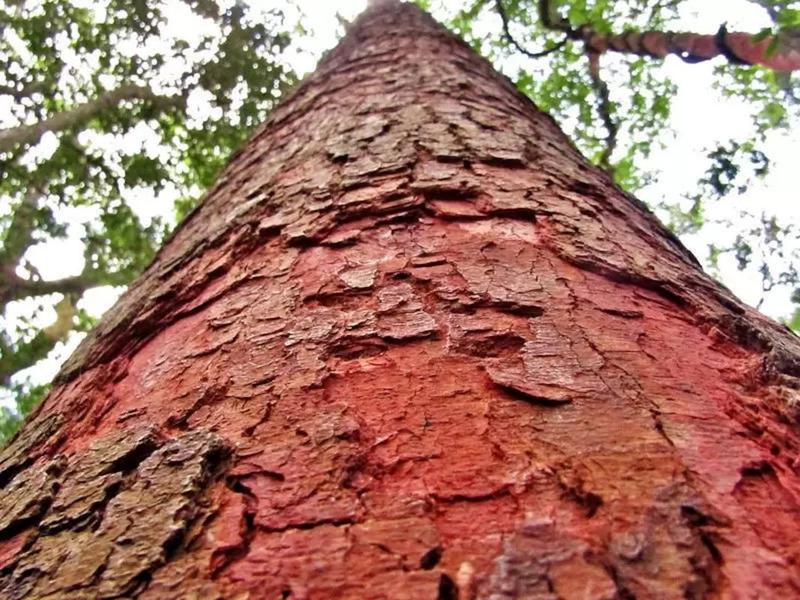 Imagem de Óleo Vegetal de Copaíba 100ml Palmar