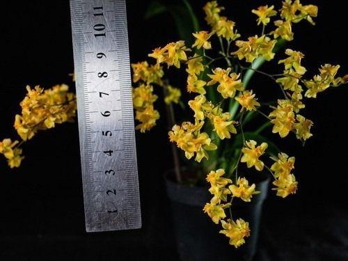 Imagem de Oncidium Twinkle Amarela Orquídia