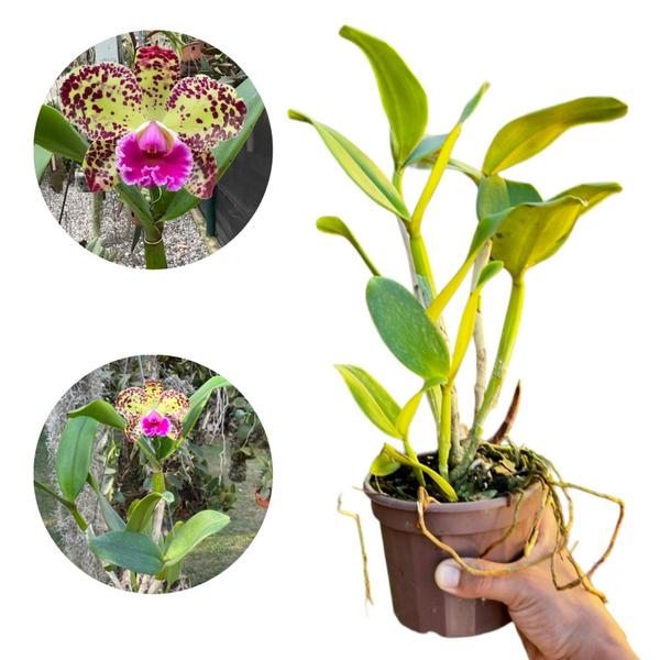 Orquídea Adulta Cattleya Durigan Gemini - Exótica E Rara - DoceL@r Imagem de Orquídea Adulta Cattleya Durigan Gemini - Exótica E Rara