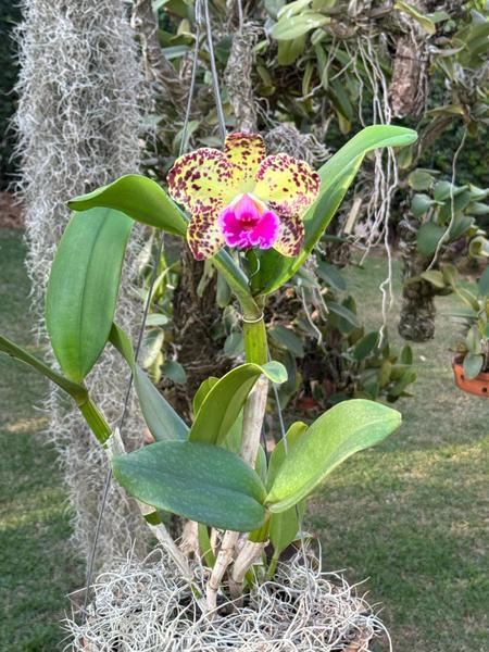 Imagem de Orquídea Adulta Cattleya Durigan Gemini - Exótica E Rara