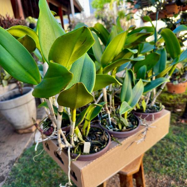 Orquídea Adulta Cattleya Durigan Gemini - Exótica E Rara - DoceL@r Imagem de Orquídea Adulta Cattleya Durigan Gemini - Exótica E Rara