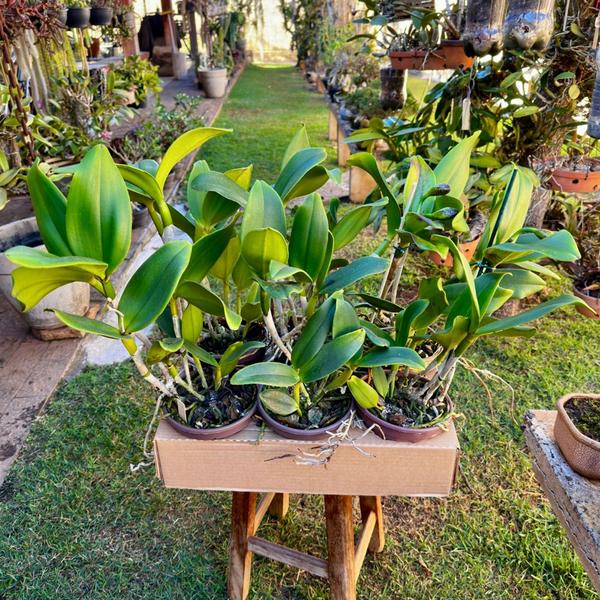 Orquídea Adulta Cattleya Durigan Gemini - Exótica E Rara - DoceL@r Imagem de Orquídea Adulta Cattleya Durigan Gemini - Exótica E Rara