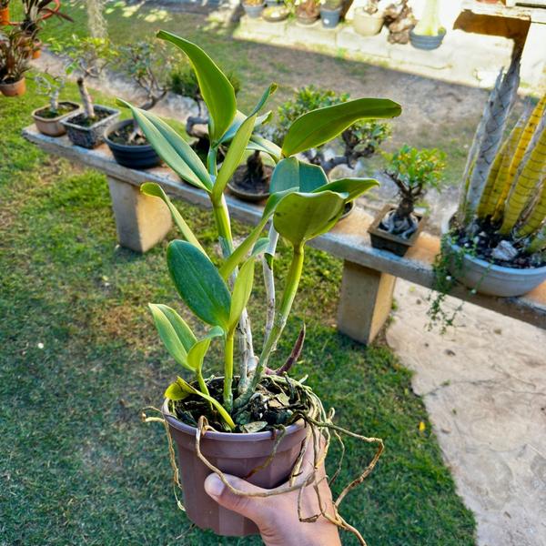 Orquídea Adulta Cattleya Durigan Gemini - Exótica E Rara - DoceL@r Imagem de Orquídea Adulta Cattleya Durigan Gemini - Exótica E Rara