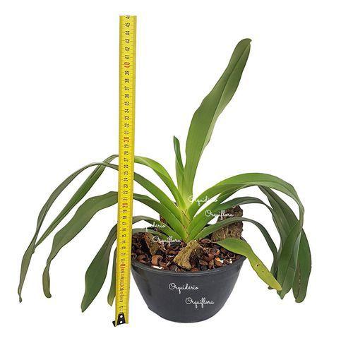 Orquídea Angraecum Eburneum Planta Adulta - no brand Imagem de Orquídea Angraecum Eburneum Planta Adulta