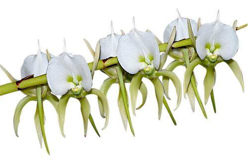 Orquídea Angraecum Eburneum Planta Adulta - no brand Imagem de Orquídea Angraecum Eburneum Planta Adulta
