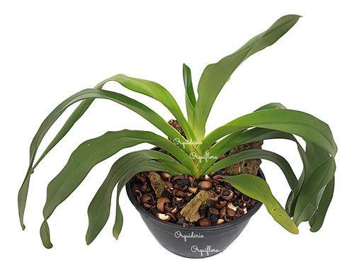 Orquídea Angraecum Eburneum Planta Adulta - no brand Imagem de Orquídea Angraecum Eburneum Planta Adulta