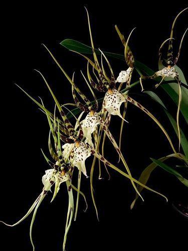 Imagem de Orquídea Aranha Brassia Planta Adulta Exótica