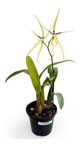 Imagem de Orquídea Aranha Brassia Planta Adulta Exótica