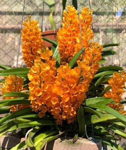 Imagem de Orquidea - Ascocentrum Miniatum (laranja)