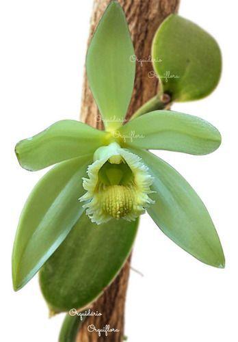 Imagem de Orquídea Baunilha Vanilla Planifolia Planta Pré Adulta