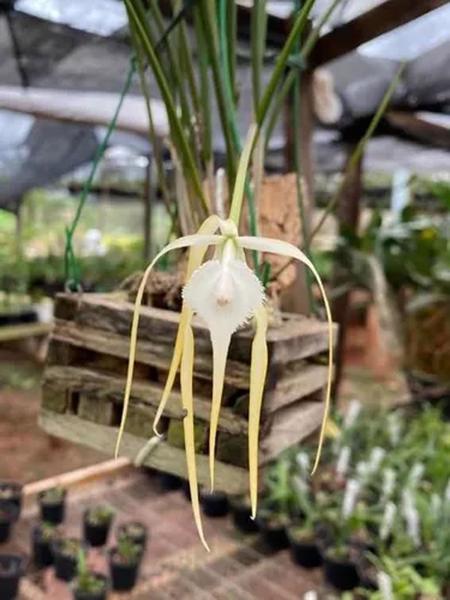 Imagem de Orquídea Brassavola Cucullata Pré Adulta