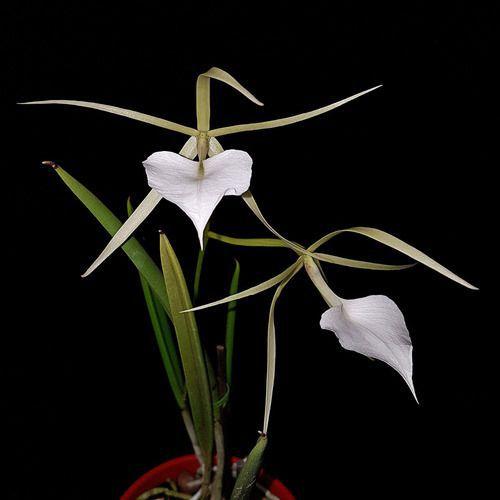 Imagem de Orquídea Brassavola Nodosa Planta Adulta Flor Branca Exótica