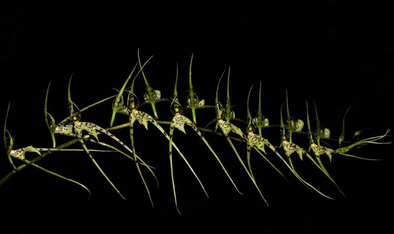 Imagem de Orquídea Brassia lawrenciana x verucosa