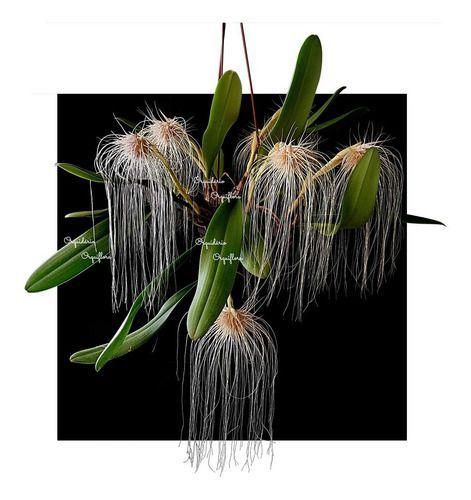 Imagem de Orquidea Bulbophilum Medusae. Planta Adulta!!