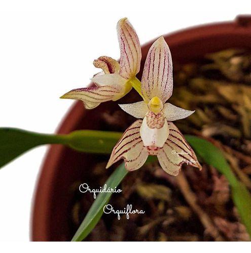 Imagem de Orquídea Bulbophyllum Ambrosia Planta Adulta Exótica