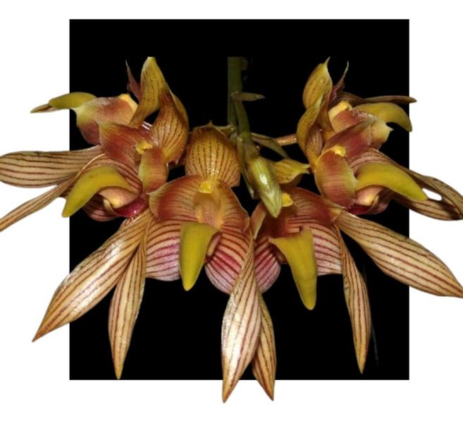 Imagem de Orquidea Bulbophyllum Bicolor
