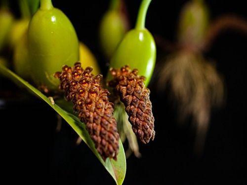 Imagem de Orquídea Bulbophyllum Crassipes Mudas Adultas Cortes 3 Bulbo