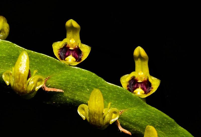 Imagem de Orquídea Bulbophyllum falcatum