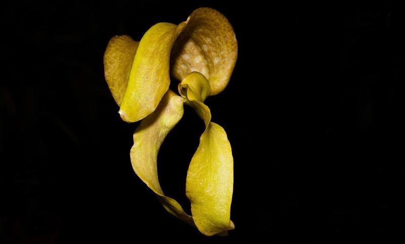 Imagem de Orquídea Bulbophyllum grandiflorum