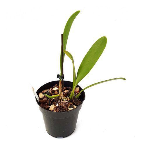 Imagem de Orquídea Bulbophyllum Grandiflorum Planta Adulta Com Vaso