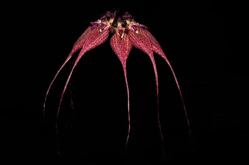 Imagem de Orquídea Bulbophyllum roschiudianum