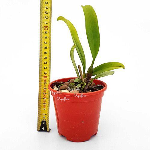 Orquídea Bulbophyllum Rothschildianum Planta Adulta Vs10 - no brand Imagem de Orquídea Bulbophyllum Rothschildianum Planta Adulta Vs10