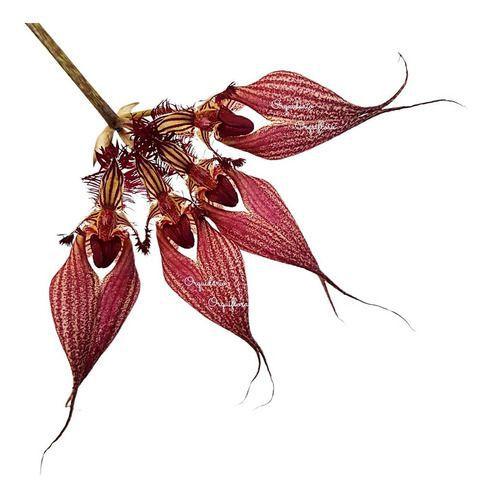Orquídea Bulbophyllum Rothschildianum Planta Adulta Vs10 - no brand Imagem de Orquídea Bulbophyllum Rothschildianum Planta Adulta Vs10