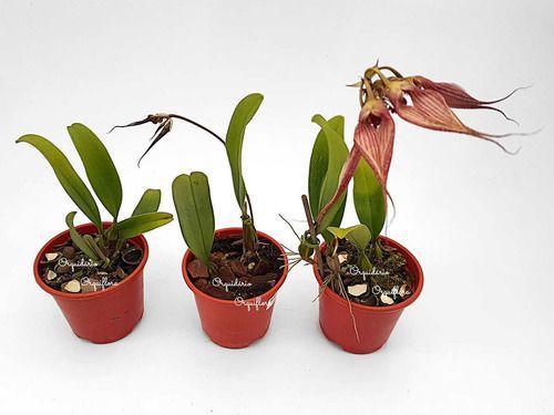 Orquídea Bulbophyllum Rothschildianum Planta Adulta Vs10 - no brand Imagem de Orquídea Bulbophyllum Rothschildianum Planta Adulta Vs10