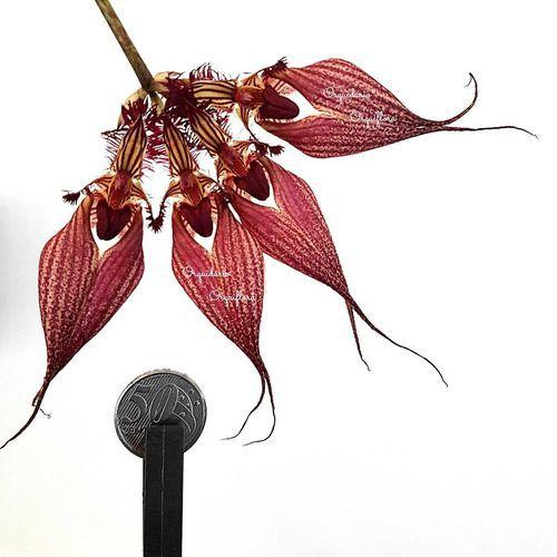 Orquídea Bulbophyllum Rothschildianum Planta Adulta Vs10 - no brand Imagem de Orquídea Bulbophyllum Rothschildianum Planta Adulta Vs10