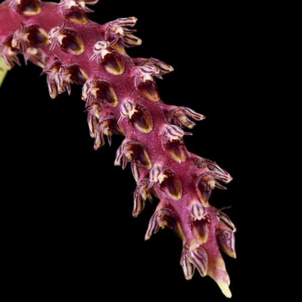 Imagem de Orquidea Bulbophyllum Saurocephalum Planta Adulta Rara Linda