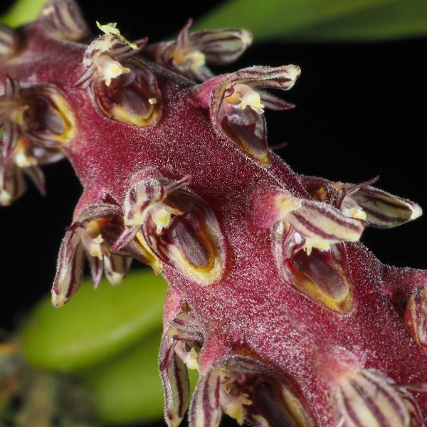 Orquidea Bulbophyllum Saurocephalum Planta Adulta Rara Linda - no brand Imagem de Orquidea Bulbophyllum Saurocephalum Planta Adulta Rara Linda