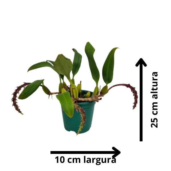 Orquidea Bulbophyllum Saurocephalum Planta Adulta Rara Linda - no brand Imagem de Orquidea Bulbophyllum Saurocephalum Planta Adulta Rara Linda