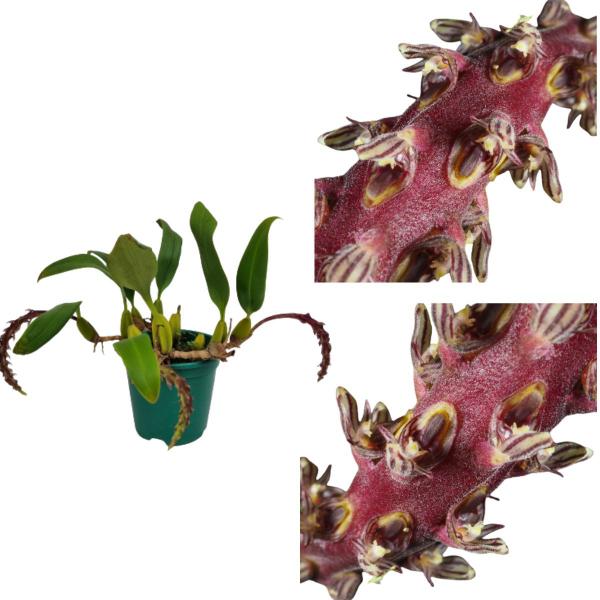Orquidea Bulbophyllum Saurocephalum Planta Adulta Rara Linda - no brand Imagem de Orquidea Bulbophyllum Saurocephalum Planta Adulta Rara Linda